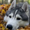 Фото vk_gavnoo