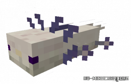  Axolotls  Minecraft PE 1.16