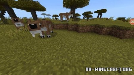 ������� ������ ���� ��� Minecraft PE 1.21