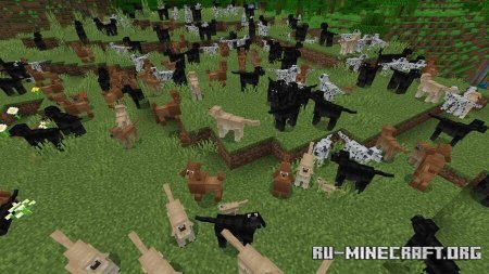 ������� ����� ������ ���� ��� Minecraft PE 1.21