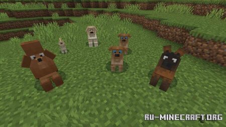 ������� ����� ������ ���� ��� Minecraft PE 1.21